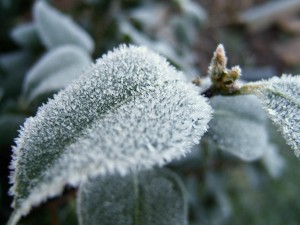 heavy-frost